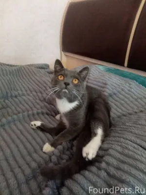 Пропал кот. 26.12.25. Ул...