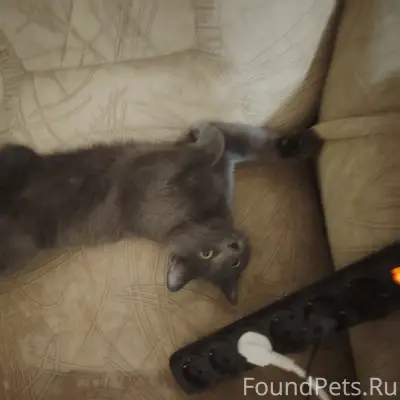 Пропала кошка в районе Ленина ...