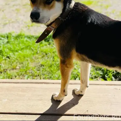 Потерялась собака! 24.12.2025 ...