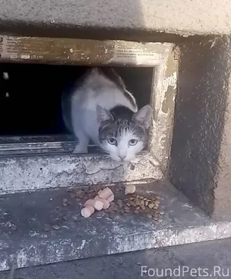 Найдена кошка! Пожалуйста, мак...