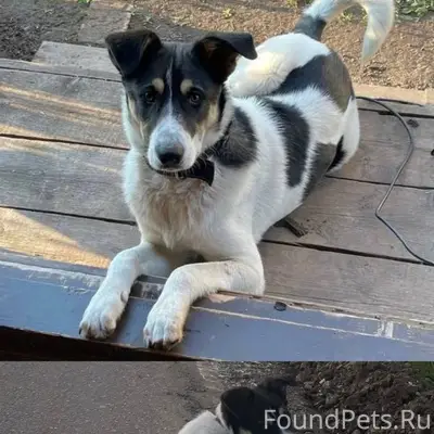 ‼️ВНИМАНИЕ ‼️ Пропал пес по кл...