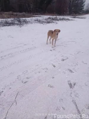 Найдена собака сучка Шумячский...
