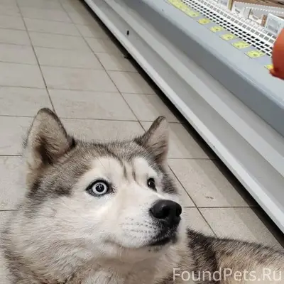 МО г. Луховицы🛑🛑🛑 Хаски в поис...