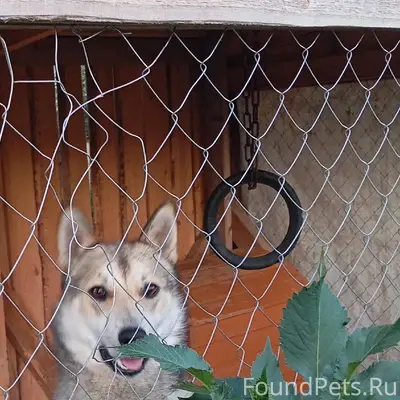 Помогите!!! Пропала собака Зап...