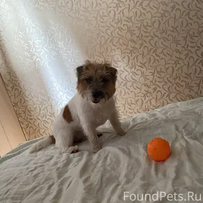 Потерялась собака, Джек-Рассел...