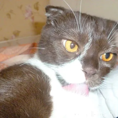 Пропал кот ночью с 29 по...