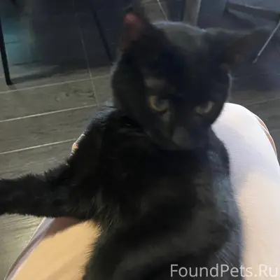 В моем подъезде найден котенок...