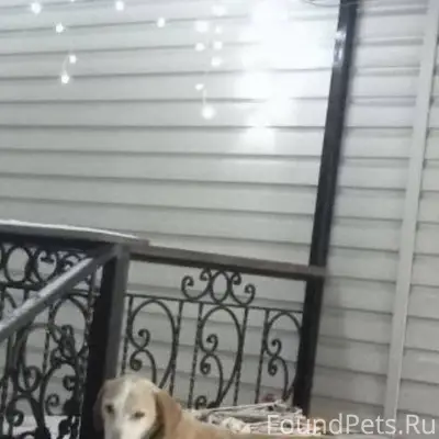 Сегодня потеряна гончая в райо...