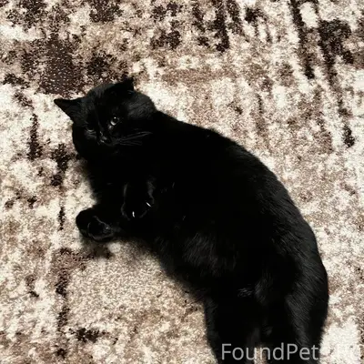 ПРОПАЛ черный кот в радиусе 50...