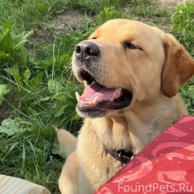 Здравствуйте! Пропала собака(р...