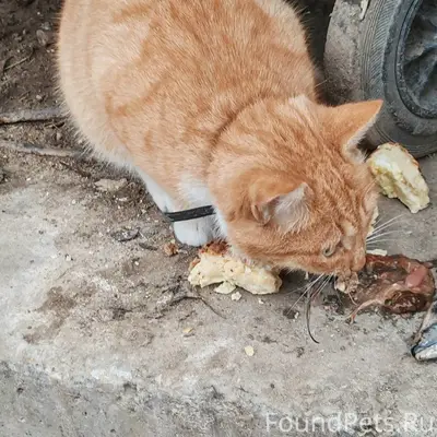 ❗❗Найдена кошка. ❗❗Месяц назад...