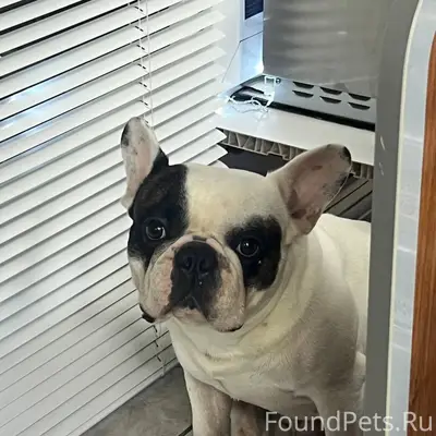 Опубликуйте срочно!!! Хозяин с...