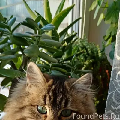 🆘⚡️❗️ Помогите найти ❗️⚡️🆘 📍п....