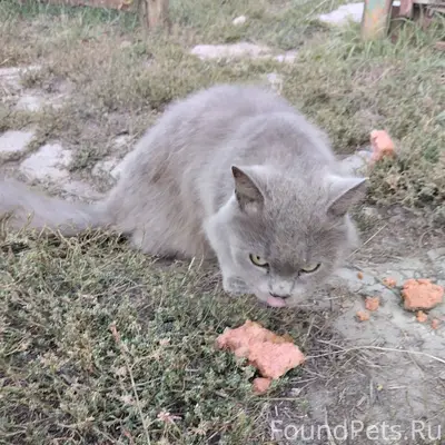 ⚡❗Чья потеряшка?❗⚡ 📍пгт Северн...