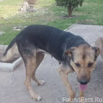 Пропала собака, взрослая, добр...