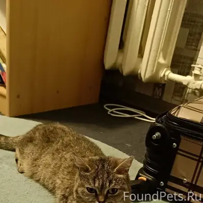 В лютый мороз найдена кошка в....