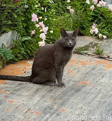 ПОТЕРЯЛАСЬ КОШКА СТЕШКА‼️🐈⬛ П...