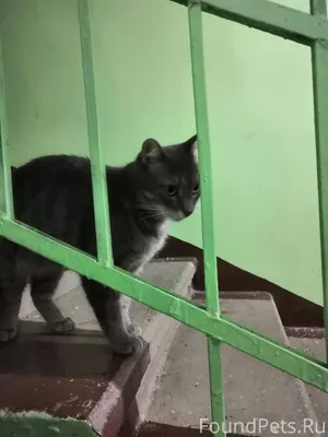 Найден кот. Хозяева заберите ж...