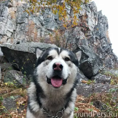 ❗ПРОПАЛА СОБАКА❗ Отзывается на...