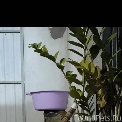 В районе фреша пропала кошка, ...