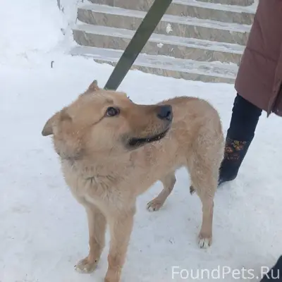 В мороз многие владельцы отпус...