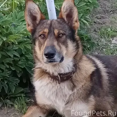 Пропала собака в СНТ Балтийски...