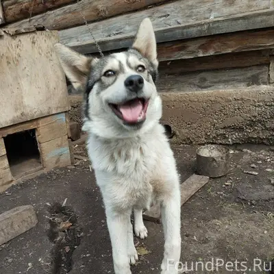 ПОТЕРЯЛАСЬ СОБАКА! Поселок Окт...