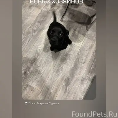 Срочно!!! Ищем хозяина!!! Дево...