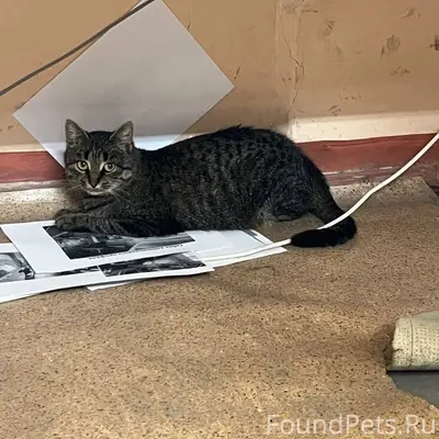Пропала кошка в районе Выселок...