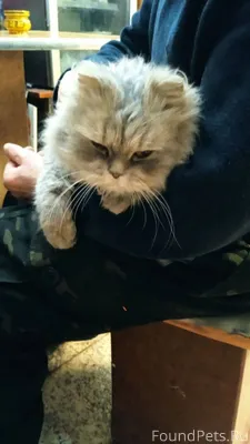 Найдена кошка в районе ул. Окт...