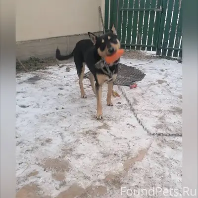 Срочно,потерялась собака ,кто ...