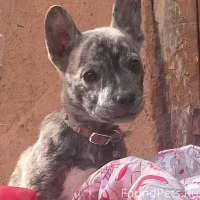 Сегодня пропала собака в район...