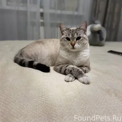 Внимание розыск! Пропала кошка...