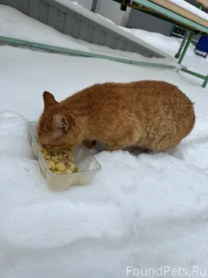 Найден кот! На Солнечной! Деву...