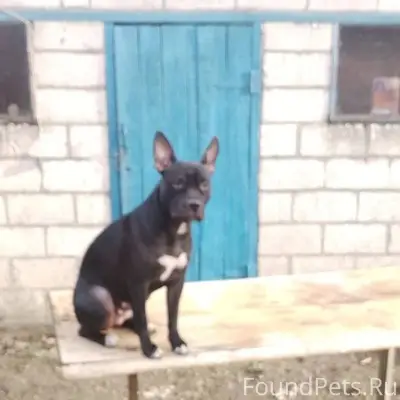 Пропала собака!!! Была в трехр...