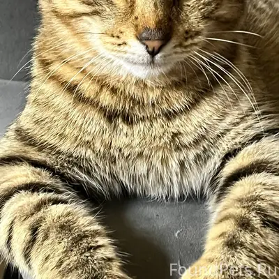 Прошу помощи!!! Пропал кот! Зо...