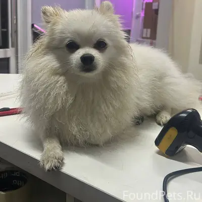 Пропала собака г. Коломна помо...