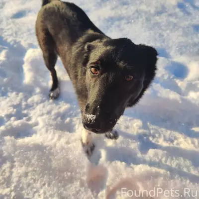 Ищем бывших хозяев! Около 12-1...