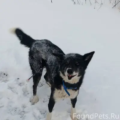 Найдены две лайки. Лежат на сн...