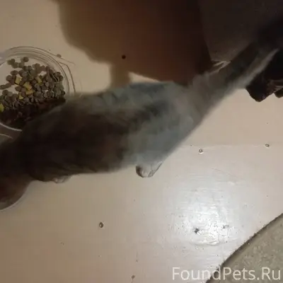 Найдена кошка по адресу Типано...