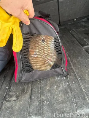 ВАЖНО ! Случилась проблема. Се...