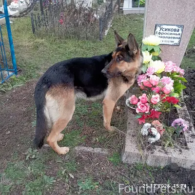 ЧЧья потеряшка????? Собака не ...