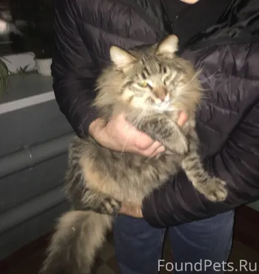 Найден кот, писать в л/с