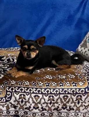 Пропала собака в селе Селезних...