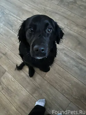 Найдена собака. В советском ле...