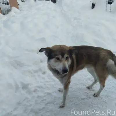 Здравствуйте, собаку никто не ...