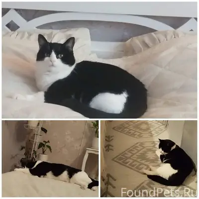 Пропала кошка черно- белого ок...