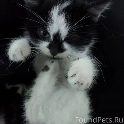 ❄️ ❄️ ❄️ Найден котенок в...