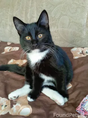 Д. Милюшино пропал котенок кли...