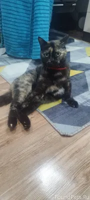 Пропала кошка,район грэ 100тые...